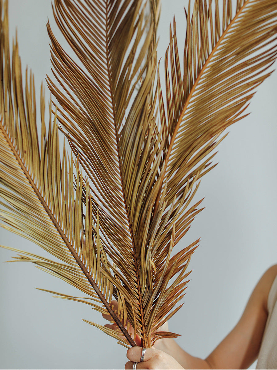 Natural Dried Fructose Dragon Blood Palm Fan Leaves – Boho Wedding & Home Décor