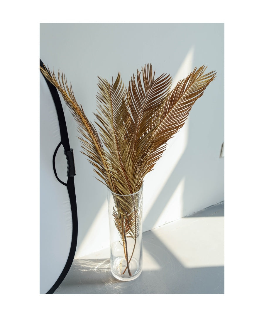 Natural Dried Fructose Dragon Blood Palm Fan Leaves – Boho Wedding & Home Décor
