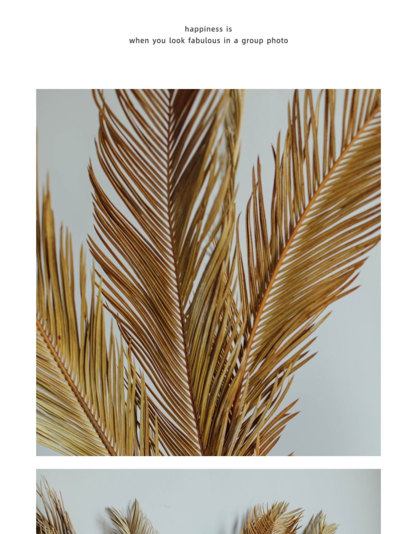 Natural Dried Fructose Dragon Blood Palm Fan Leaves – Boho Wedding & Home Décor