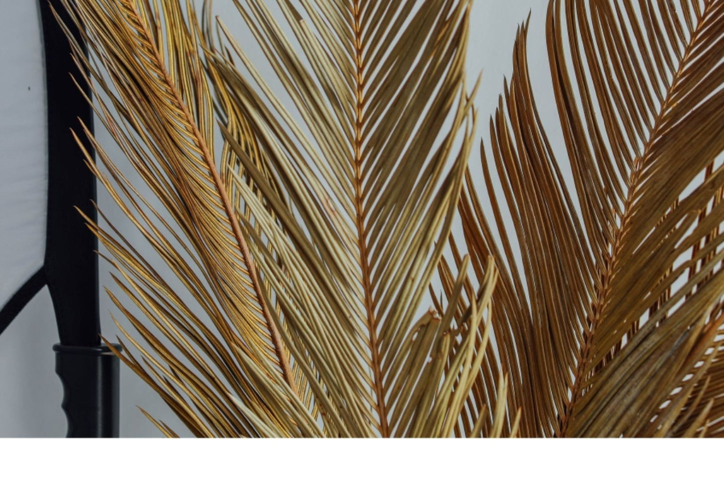 Natural Dried Fructose Dragon Blood Palm Fan Leaves – Boho Wedding & Home Décor