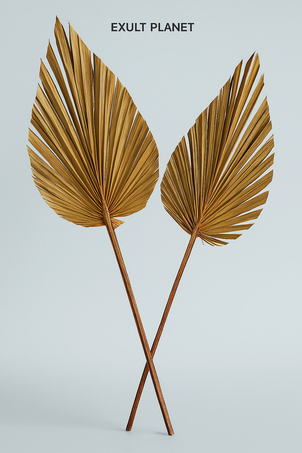 Natural Dried Fructose Dragon Blood Palm Fan Leaves – Boho Wedding & Home Décor