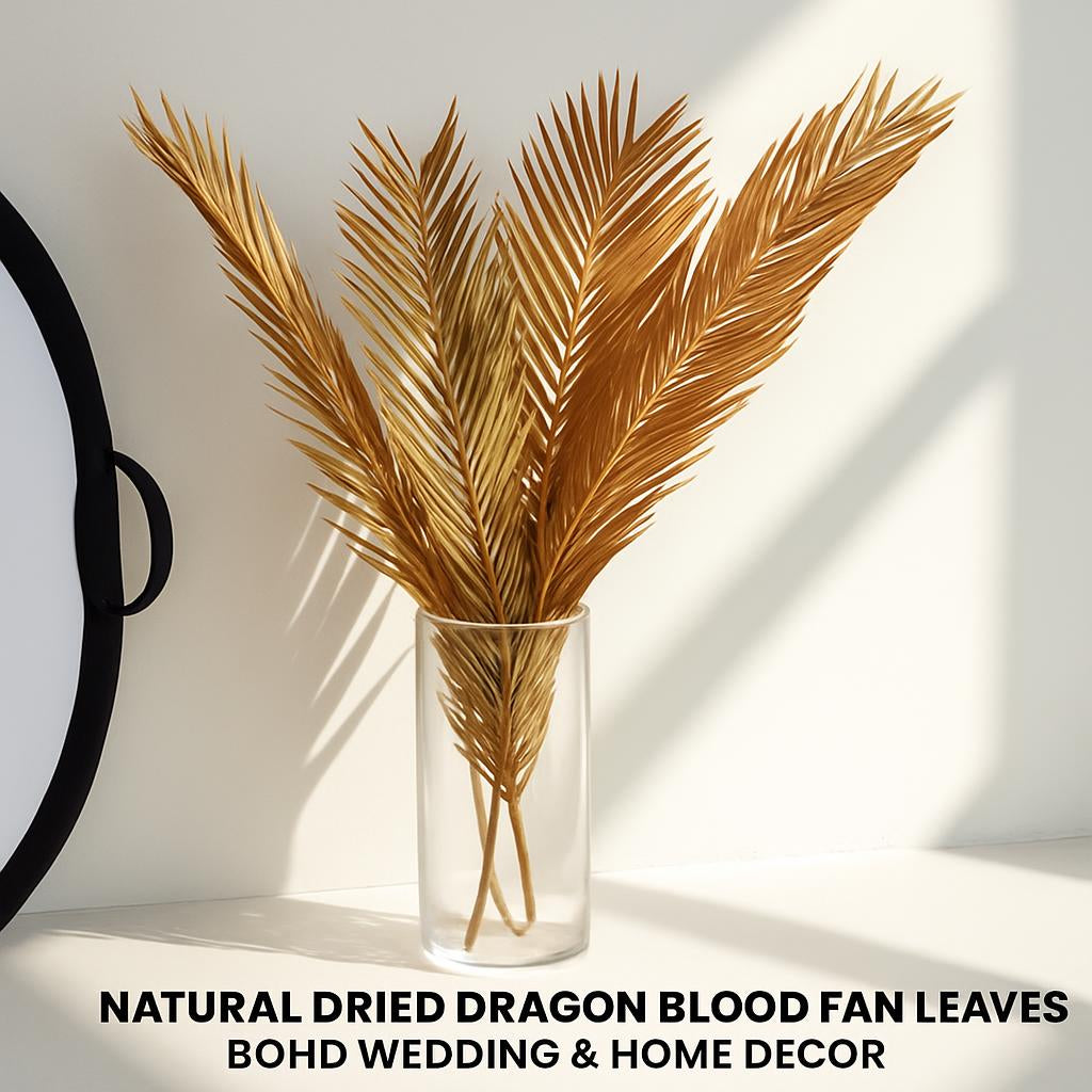 Natural Dried Fructose Dragon Blood Palm Fan Leaves – Boho Wedding & Home Décor